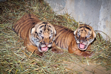 V pražské zoologické zahradě se minulý týden narodila dvě mláďata tygra malajského a podle zjištění chovatelů jsou novými přírůstky samička a sameček.