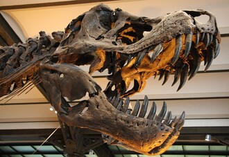 "V současnosti určitě žádné masové vymírání druhů srovnatelné třeba s vymřením dinosaurů neprožíváme." Na snímku lebka Tyrannosaura rex, který vyhynul právě před asi 65 miliony let.