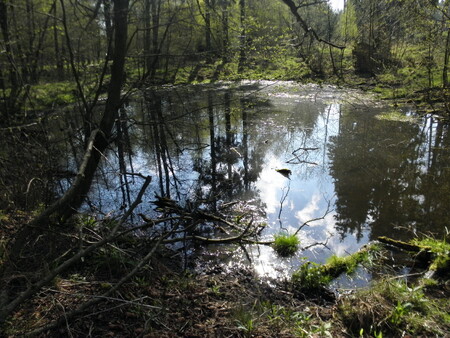 Původně rybníčky sloužily pravděpodobně jako tzv. plůdkové rybníky. Dnes jsou domovem řady obojživelníků.