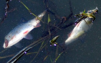 Při úniku kyanidu z Draslovky uhynulo deset tun ryb. Možná by soud byl přísnější než pokuta České inspekce životního prostředí