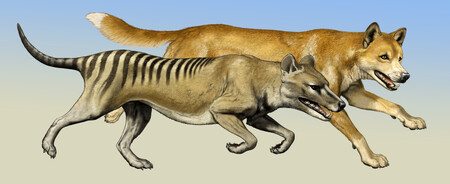 Vakovlk a pes dingo měli podle všeho velmi odlišný způsob lovu.