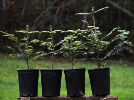 Vánoční jedličky si můžete na jaře zasadit u svého domu, nebo jimi společně s ochránci přírody obohatit lesy mezi Vranovem a Svinošicemi na Brněnsku