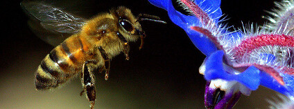 Včela v letu Foto: pix.plz / Flickr