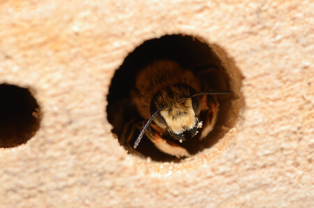 Ústecký kraj přispívá lidem na pořízení úlů a vybavení i na zaučování nováčků. V regionu se už zčásti podařilo obnovit včelstva poté, co je zdecimoval mor včelího plodu a roztoč varroáza. / ilustrační foto