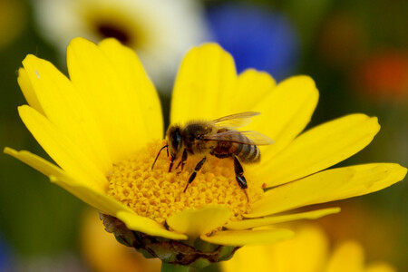 Kvůli škodlivým látkám ze spalování nafty nedokáží včely najít sladký nektar