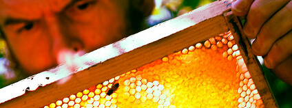 Včelař Foto: CarbonNYC / Flickr.com