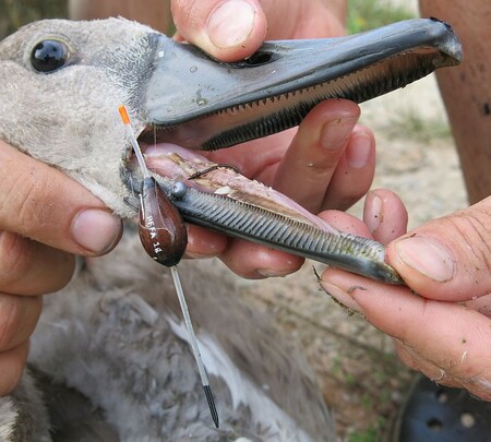 Přibývá také vodních ptáků omotaných rybářskými vlasci či poraněných od rybářských háčků