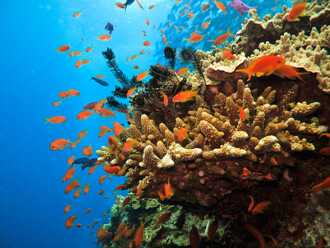 Velký bariérový útes je největší korálový útes světa. Je přes 2000 km dlouhý a má asi 600 ostrovů.