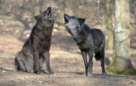 Výskyt vlků v regionu CHKO potvrdily fotopasti poprvé na jaře 2014. Pár šelem přišel z oblasti Lužice. Narození mláďat před dvěma lety bylo první doložené rozmnožování vlků v Čechách po více než 100 letech.