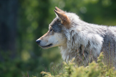Poslední vlk byl na Šumavě uloven v roce 1874 u Lipky, jednotlivci se i poté čas od času na Šumavu zatoulali