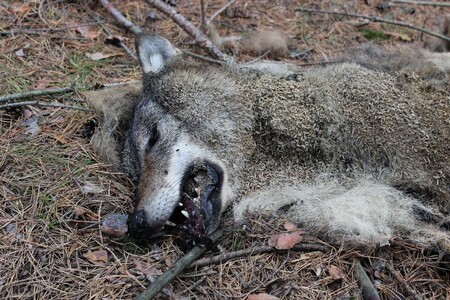 V lese nedaleko obce Brenná na Českolipsku, v CHKO Kokořínsko – Máchův kraj, nalezl houbař mrtvé zvíře. Nezahynulo přirozenou smrtí, bylo silně zakrváceno a kolem jsou další krvavé stopy.