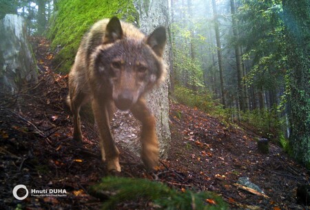 V noci z 5. na 6.října uniklo šest vlků ze zvířecího výběhu Národního parku Bavorský les poblíž Ludwigsthalu. Ilustrační snímek.