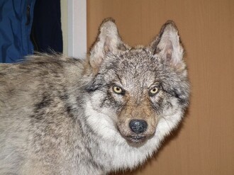 Raritou byla loni například vycpanina vlka dovezená z Ukrajiny. Nešlo o loveckou trofej, ale zřejmě o upytlačeného vlka, kterého si český občan koupil přes internet