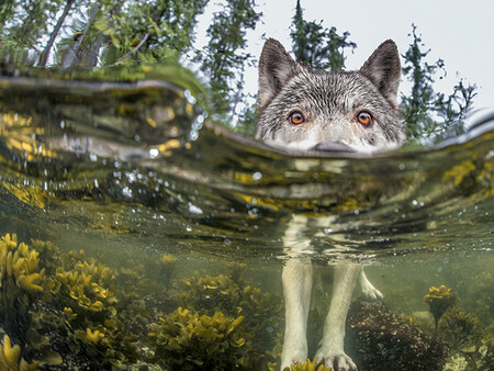 Jak od roku 2014 dokládají biologové i nadšení filmaři, podél tichomořského lesnatého pobřeží žijí vlci, kteří tráví podstatnou část svého života ve vodě.