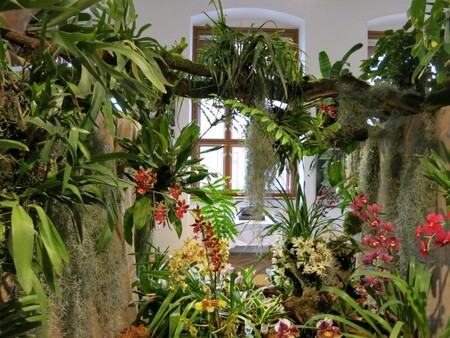 První výstava orchidejí se v Jihočeském muzeu konala v roce 2000. Přestože akce tehdy trvala pouhých pět dní, navštívilo ji přes 5000 lidí.