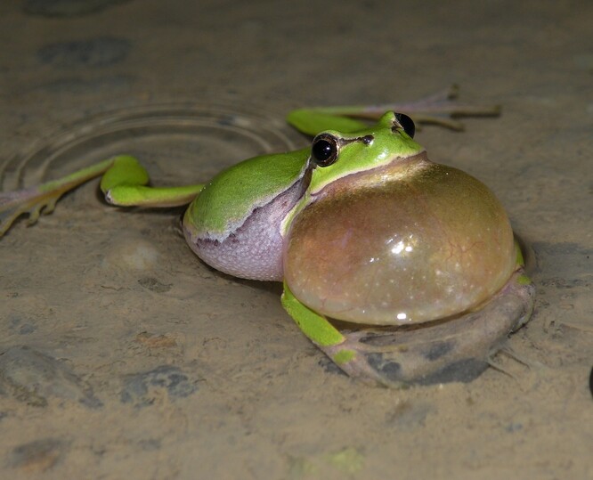 Mezi žáby, které jsou na hormonální antikoncepci citlivé, patří například rosničky zelené.
