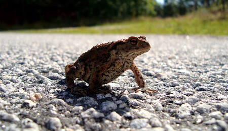 Mnoho žab a čolků každý rok zahyne na silnicích během jarního tahu