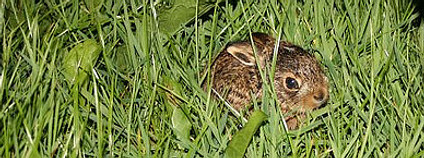 Mladý zajíc v trávě Foto: Tobias H / Flickr.com