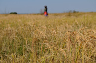 Zemědělství v Zambii