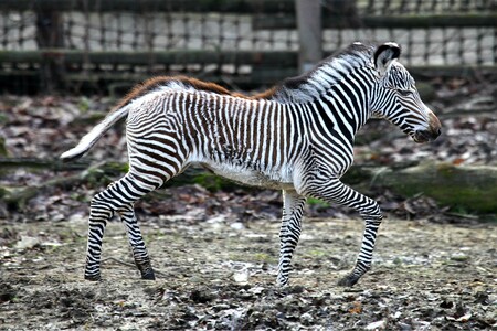 Mia (na obrázku) je potomkem samice Míši a samce Florise. Zebry Grévyho jsou největší a nejseverněji žijící zvířata svého druhu. Jde o nejohroženější druh zebry. Za posledních 30 let klesly počty těchto zvířat ve volné přírodě na pouhou pětinu, asi na 2700.