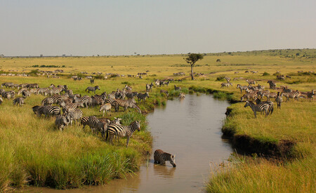 Většinu času tráví zebry stepní u namibijské řeky Chobe. Začátkem roku se však vydají do 250 kilometrů vzdáleného botswanského Národního parku Nxai Pan. Ilustrační foto.