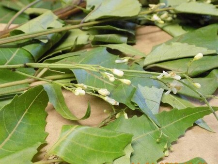 Šlo se o čerstvé listy rostliny Neem, známé též jako Azadirachta indica nebo Zederah indický, který je na seznamu rostlin zakázaných k výrobě potravin