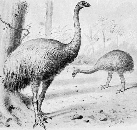 Jediným vystavovaným živočichem, který nepatří do rodu savců je obří pták Moa, jež se vyskytoval na Novém Zélandu.