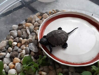 mládě želva bahenní