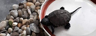 mládě želva bahenní