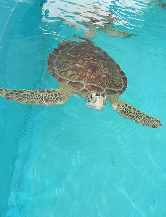 Želvy jsou většinou poté, co byly zbaveny nádorů, a po roce stráveném v bazénech nemocnice vypouštěny do moře