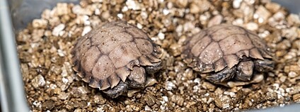 Dvě mláďata želv dlaždicovitých Foto: Zoo Praha