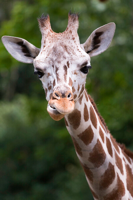 Žirafí samci byli vypuštěni do části safari nazvané Serengeti. Obývají ji společně se stády zeber, pakoňů a antilop. Jeden samec patří k druhu žirafy Rothschildovy, druhý je druhu žirafy síťované. / ilustrační foto