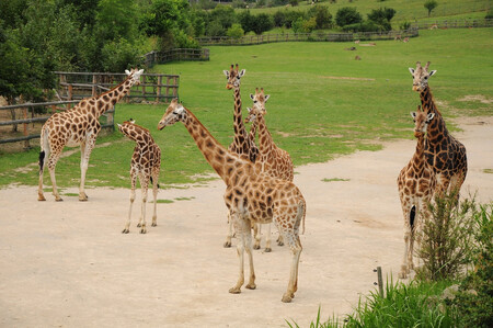 Žirafy v Zoo Ústí nad Labem.