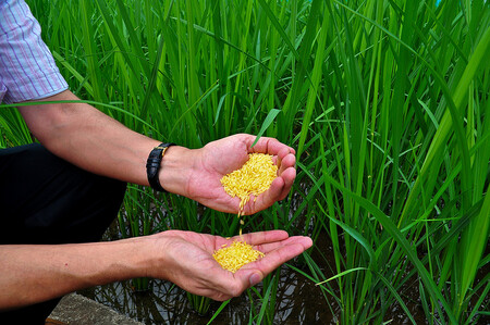 Zlatá rýže má být obohacena o beta karoten, který pak má lidskému tělu dodat vitamin A. Podle nobelistů Greenpeace brzdí vývoj této potraviny. Greenpeace se brání tím, že řešení podvýživy jednou zázračnou plodinou je nesmysl.