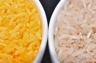 Zlatá rýže, obohacená o beta karoten, ve srovnání s běžnou rýží (vpravo)