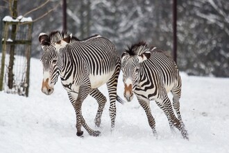 Na sněhu se prohánějí třeba zebry