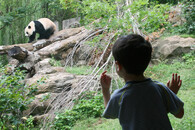Chlapec a panda