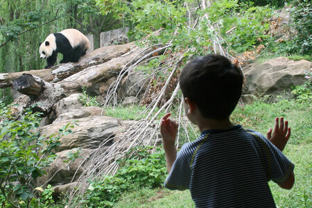 Žádné jiné zoo v Evropě se nepodařilo přivést na svět pandí mládě přirozenou cestou, upozornila agentura APA. Pandy jsou velmi plachá a neaktivní zvířata, která je obtížné přimět k rozmnožování