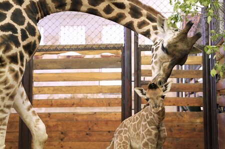 Ve dvorské zoo nyní žije 33 žiraf, z toho 20 Rothschildových a 13 síťovaných. Jde o největší stádo žiraf chovaných v zajetí mimo Afriku