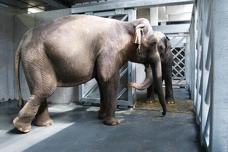 Sloni v pražské zoo jdou do nového výběhu Údolí slonů.