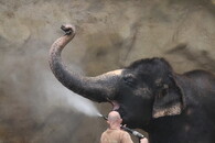 Slon v ústecké zoo