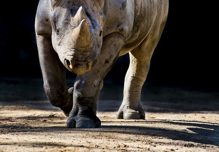 Transporty nosorožců do Afriky se zoo ve Dvoře Králové nad Labem stala světově proslulou zahradou.