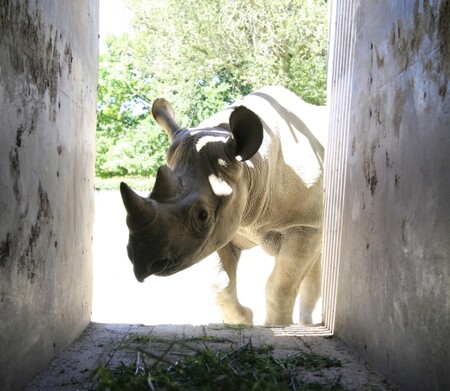 Nosorožčice Eliška zkouší nástup do transportního boxu