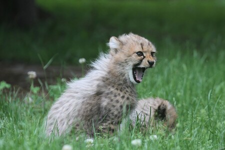 Výtěžek ze sběru elektroodpadu, bude pravidelně předáván organizaci Cheetah Conservation Fund. Ta působí v oblasti Namibie a věnuje se záchranným projektům na pomoc gepardům a vzděláváním už 27 let. Gepardi patří k mimořádně ohroženým africkým šelmám. V přírodě už jich je méně než 8000. Na chov gepardů se zoo specializuje, narodilo se tam už více než 80 mláďat. / Na fotografii gepardí mláďata v ZOO Dvůr Králové.