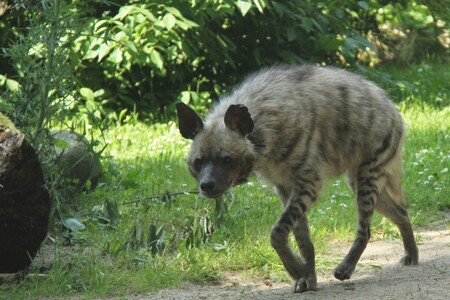 Hyena skvrnitá je poměrně velké zvíře. Její tělo měří 95–166 cm a ocas 40 cm, váží až 88 kg. Na kratší vzdálenosti dokáže běžet rychlostí až 64 km v hodině.