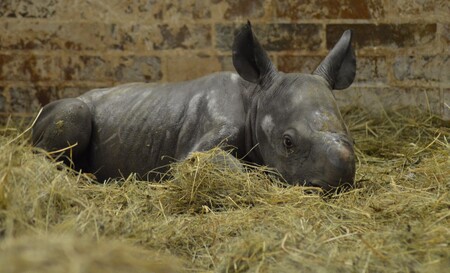 V Zoologické zahradě Dvůr Králové nad Labem se v úterý narodilo mládě nosorožce dvourohého, druhu, který je ohrožen vyhynutím. Nové mládě je samička, stala se 45. nosorožcem dvourohým, který se ve dvorské zoo narodil.