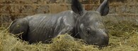 mládě nosorožce 
