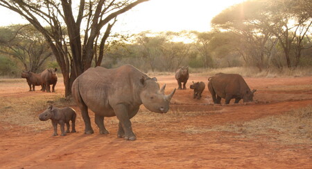 Díky zoologickým zahradám vzniká v Mkomazi jedna z pouhých tří populací nosorožce dvourohého v Tanzanii. Na snímku je zcela vpředu samice Zawadi se svou dcerou Georginou. V napajedla je samice Grumeti, která stejně jako Zawadi pochází ze zoo v Port Lympne. Vedle Grumeti stojí její dcera Mobo a hned za Mobo je Hilla. Matkou Hilly je z dvorské zoo pocházející Deborah, která je na snímku vlevo. Za Deborah ještě vykukuje její druhá dcera Tunu. Otcem všech čtyř mláďat narozených v Tanzanii je Jamie původem ze ZOO Dvůr Králové