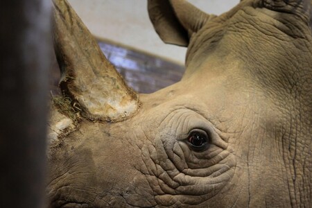 Nosorožci tuponosí jsou na rozdíl od dalšího afrického druhu, nosorožců černých, více společenští a život tráví ve stádech o několika jedincích. Na snímku nosorožec Temba.