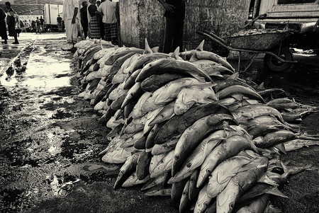 Podle Andyho Cornishe ze Světového fondu na ochranu přírody (WWF) je na trhu nebývalá poptávka po žraločích ploutvích, kůži a žábrách